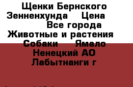 Щенки Бернского Зенненхунда  › Цена ­ 40 000 - Все города Животные и растения » Собаки   . Ямало-Ненецкий АО,Лабытнанги г.